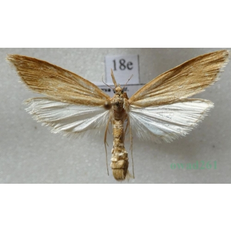 Donacaula forficella (Thunberg, 1794) Czech18e
